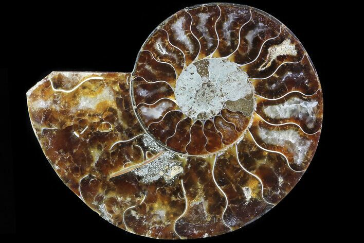 Agatized Ammonite Fossil (Half) - Madagascar #83791